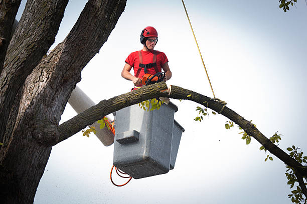 Reliable Cobb Island, MD Tree Service Solutions